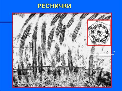 Гистология с курсом цитологии и эмбриологии - презентация онлайн