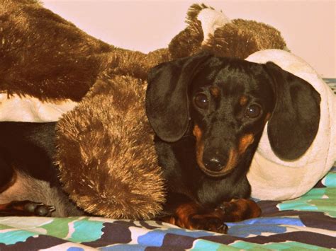 cuddle monkey Cuddle, Monkey, Button, Dogs, Animals, Jumpsuit, Animales ...