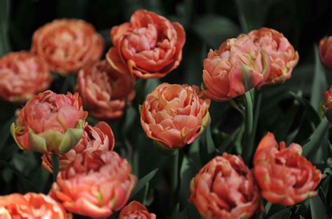 About Copper image Tulip Flower - Flower Flourish