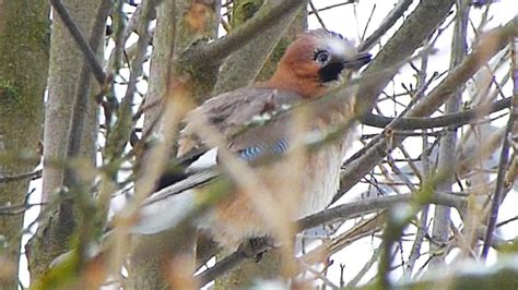 Sojka obecná - The Eurasian jay (Garrulus glandarius) - Zpěv/Voice ...