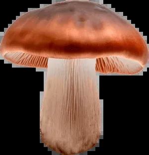 Majestic Wiki