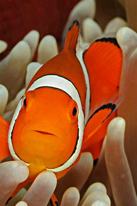 Clown Fish Face