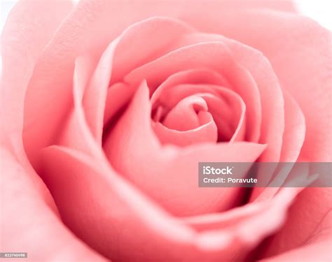Top 999+ beautiful pink rose images – Amazing Collection beautiful pink ...