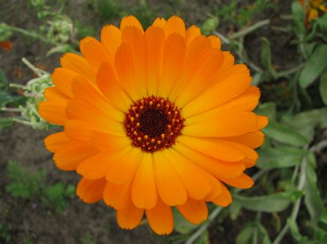 Flowers Pictures Flower