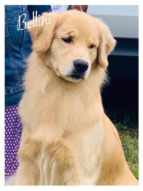 Goldiva Goldens / Goldiva Goldens & Gardens – Mary Dickinson Cashin ...