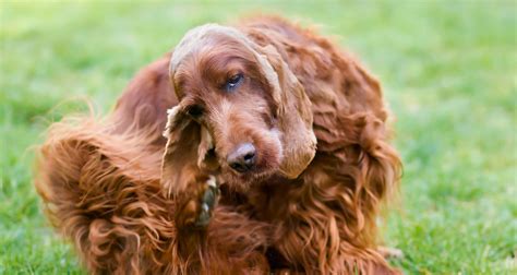 Understanding Staph Infections in Dogs: Symptoms and Treatment Options