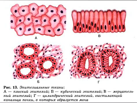 Эпителиальная ткань - презентация онлайн