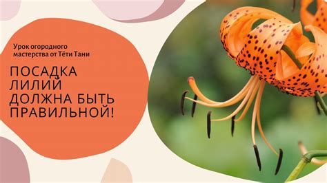 Лилии. Правильная посадка. - YouTube