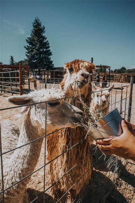 Things to do in Gilroy, CA: Weekend Itinerary - Palm Trees & Pellegrino