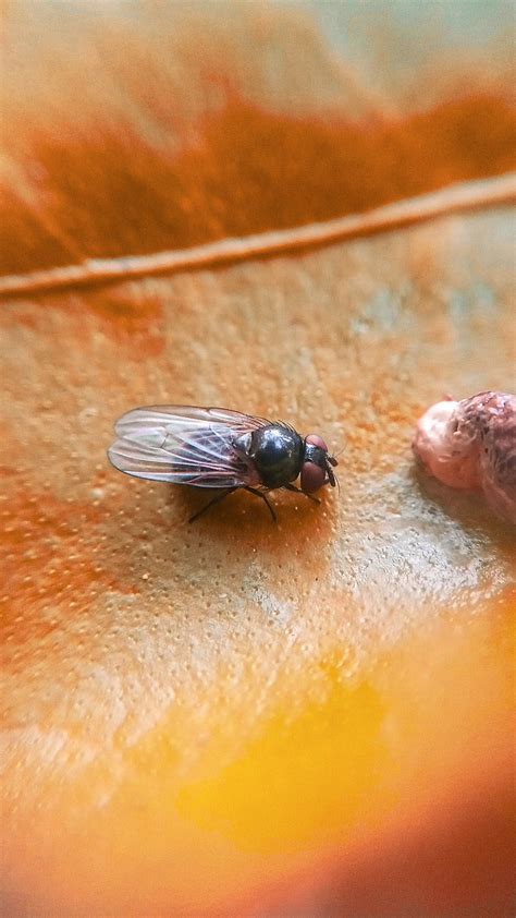 insect bug fly  photo  pixabay pixabay