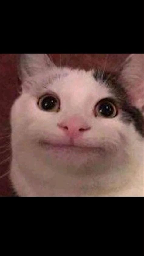 beluga | Meme về mèo, Hài hước về mèo, Video động vật hài hước