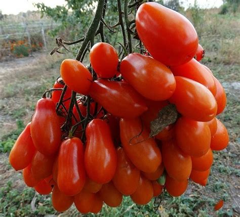 высокоурожайный томат Фляшен | Vegetables, Plants, Farm