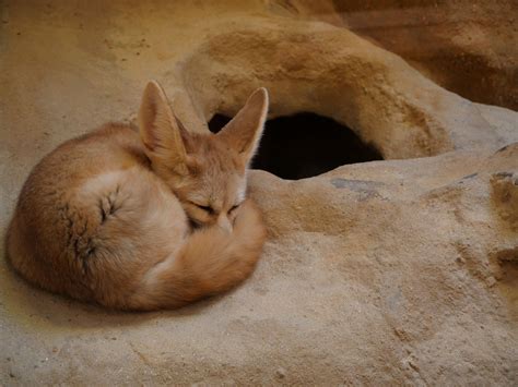 Fennec fox, Fox, Sleepy