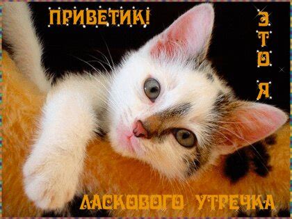 Открытки с кошками и котятами