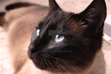 Mummy Cat by RomiBelen on DeviantArt