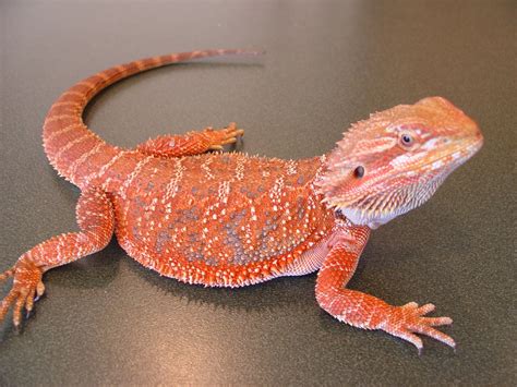 Set of Bearded Dragon Pictures . Image Gallery on Animal Picture Society