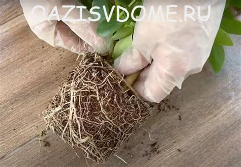 Шеффлера: пошагово с фото об уходе и размножении, приметы цветка