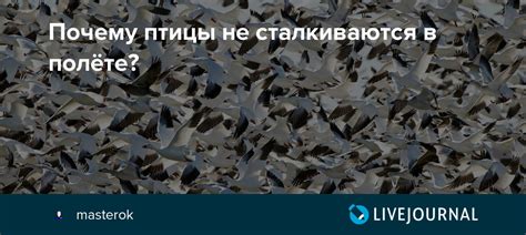 Почему птицы не сталкиваются в полёте? - Мастерок.жж.рф — LiveJournal