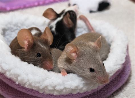mice   companion animals   rspca knowledgebase