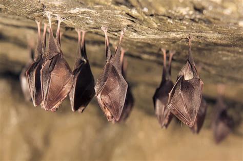Animais Noturnos Quais São - Conheça 13 animais de hábitos noturnos | Blog da Cobasi