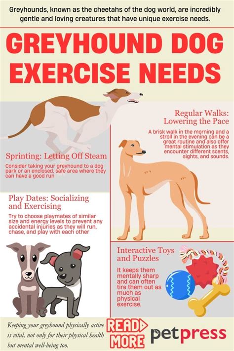 Hounds of Speed: Tailoring the Greyhound Dog Exercise Needs