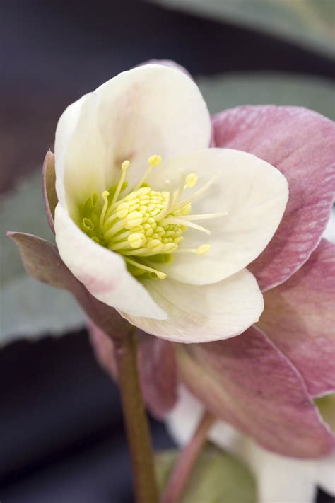 Petrine Mikaelsen: Which Flowers Bloom In Winter Season : Top 15