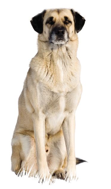 Turkish Kangal