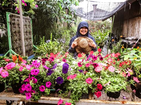 berbunga bunga  kebun bunga begonia catatan astri