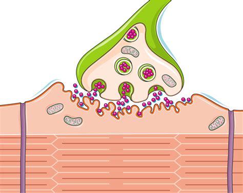 Neuromuscular Junction Diagram Unlabeled
