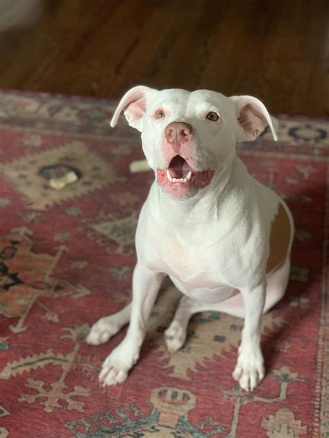 Services – PHL PETS