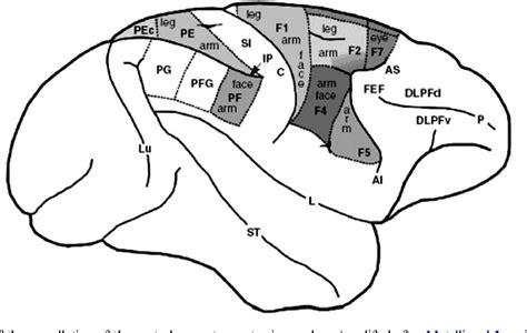 figure    role  ventral premotor cortex  action execution