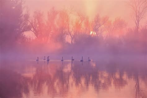 Swan Lake Sunrise wallpaper - Happywall