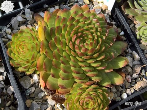 Bibigon | Sempervivum-Liste