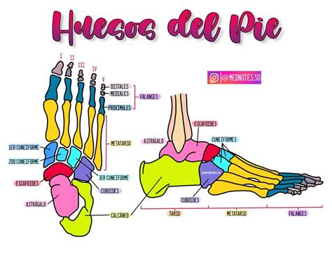 Huesos del Pie | Apuntes médicos | Apuntes digitales | uDocz
