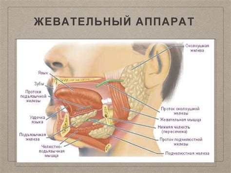 Методы исследования жевательного аппарата - презентация онлайн