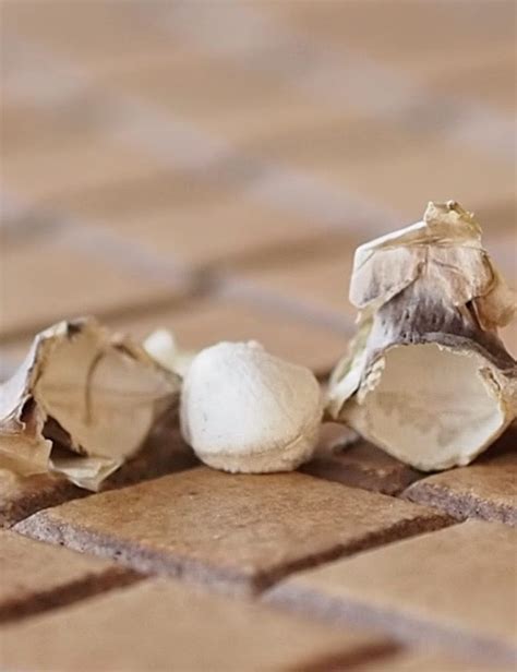 Moringa Seeds - Moringa Trees