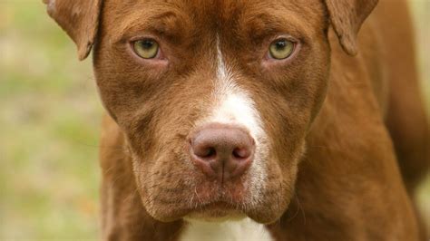Wallpaper dog, pet, glance, walk hd, picture, image