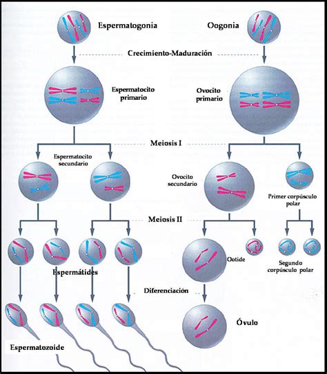 Esquema de ovogénesis ¡Fotos & Guía 2024!