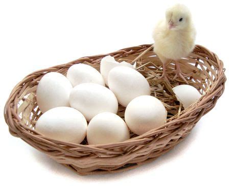 hatching eggs   price  bangalore id  komarla group