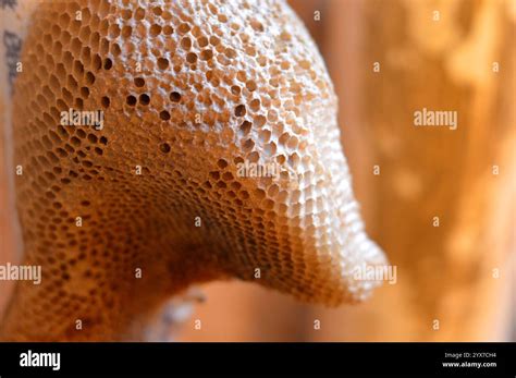 honeycomb  mass  hexagonal prismatic cells built  beeswax