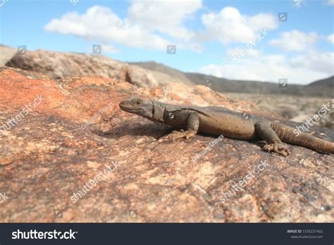 Lizard of the American Desert the Chuckwalla Lizard (Sauromalus ater ...