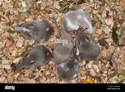 Fancy mouse, Fancy-mouse, house mouse, house-mouse, Farbmaus, Farbmäuse ...