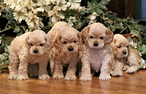 Cocker Spaniel Puppies