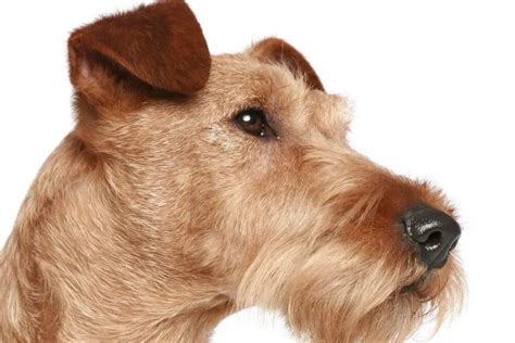 Irish Terrier Guide: INFO & FACTS about this WAR HERO