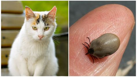 Кота укусил клещ – что делать, симптомы и последствия