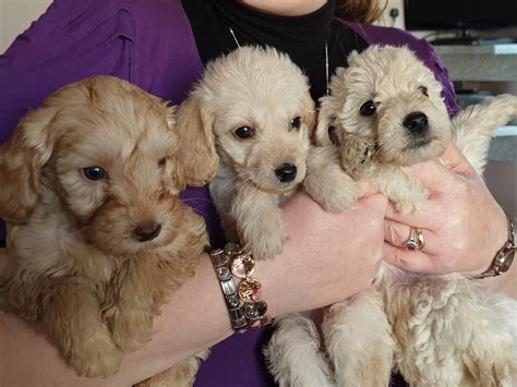 Labradoodle Rescue Ohio at Gilberto Mccord blog