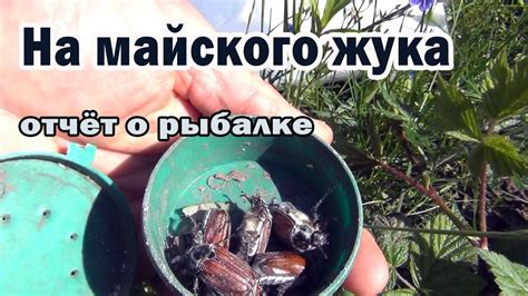 Отчёт о рыбалке на майского жука - YouTube