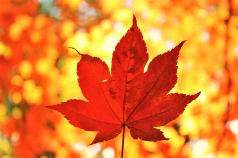 premium photo close   maple leaf