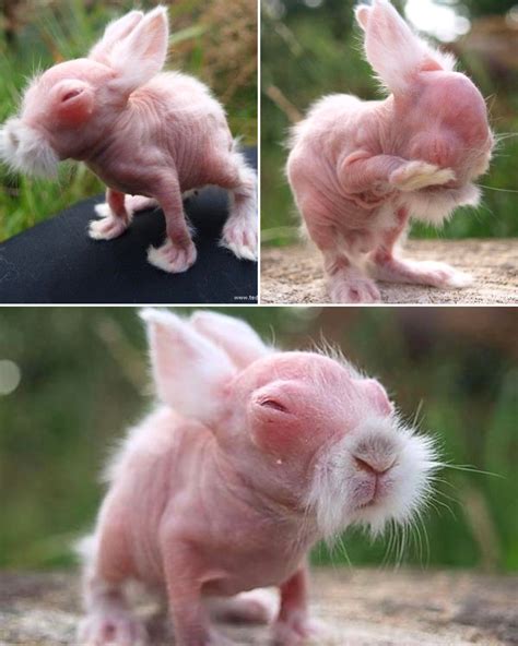 1 Minute - 💗 So Weird, So Cute! The Hairless Bunny With a Mustache! 🐰