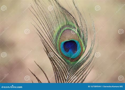 thea peacocka tail    train consists   tail quilla